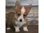 Cardigan Welsh Corgi Puppy for sale in Statesboro, GA, USA