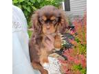 Cavalier King Charles Spaniel Puppy for sale in Pembroke, KY, USA