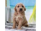 Mutt Puppy for sale in Palm Beach, FL, USA