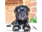 Schnauzer (Miniature) Puppy for sale in Syracuse, IN, USA