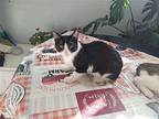 Schroeder Domestic Shorthair Young Male