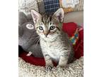 Aston Domestic Shorthair Kitten Male