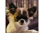 Chihuahua Puppy for sale in Pass Christian, MS, USA
