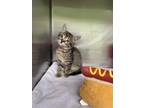 Taco Bell Domestic Shorthair Kitten Female