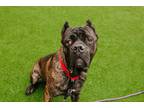 Chip Cane Corso Adult Male