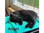 Angel Domestic Shorthair Kitten Female