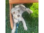 Mutt Puppy for sale in Spring Hill, TN, USA