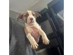 American Pit Bull Terrier Puppy for sale in Ashford, CT, USA