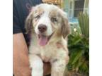 Australian Shepherd Puppy for sale in Saint Augustine, FL, USA