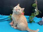 Fanta Domestic Shorthair Kitten Male