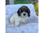 Shorkie Tzu Puppy for sale in Silver Spring, MD, USA