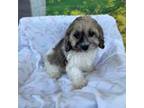 Shorkie Tzu Puppy for sale in Laurel, MD, USA