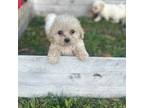 Poodle (Toy) Puppy for sale in Laurel, MD, USA