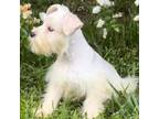 Schnauzer (Miniature) Puppy for sale in The Rock, GA, USA