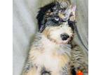 Mutt Puppy for sale in Branson West, MO, USA