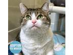 Lily Domestic Shorthair Adult Female
