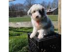 Mutt Puppy for sale in Culpeper, VA, USA