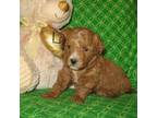 Maltipoo Puppy for sale in Sunman, IN, USA