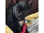 Chihuahua Puppy for sale in Brooklyn, CT, USA