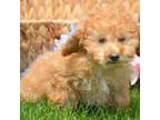 mini Poodle F2