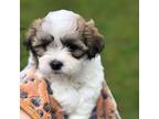 Zuchon Puppy for sale in Richland Center, WI, USA