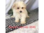 Maltipoo Puppy for sale in Fairbury, IL, USA