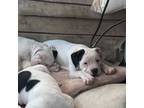 Staffordshire Bull Terrier Puppy for sale in Salome, AZ, USA