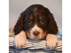 English Springer Spaniel Puppy for sale in Peru, ME, USA