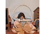 English Springer Spaniel Puppy for sale in Peru, ME, USA