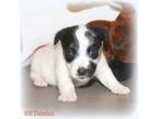 Parson Russell Terrier Puppy for sale in Alexander, AR, USA