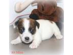 Parson Russell Terrier Puppy for sale in Alexander, AR, USA