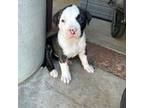 Olde Bulldog Puppy for sale in Agua Dulce, CA, USA