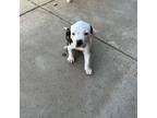 Olde Bulldog Puppy for sale in Agua Dulce, CA, USA