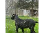 Cane Corso Puppy for sale in Ashford, CT, USA