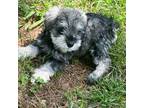 Schnauzer (Miniature) Puppy for sale in Westminster, SC, USA