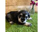 Schnauzer (Miniature) Puppy for sale in Westminster, SC, USA