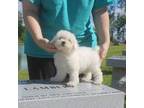 Bichon Frise Puppy for sale in Andrews, SC, USA