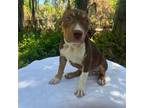 Mutt Puppy for sale in Lutz, FL, USA