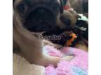 Pug Puppy for sale in Milwaukee, WI, USA