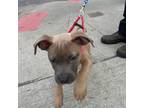 American Pit Bull Terrier Puppy for sale in Brooklyn, NY, USA