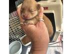 Pomeranian Puppy for sale in Bentonville, AR, USA