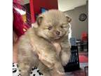 Pomeranian Puppy for sale in Bentonville, AR, USA