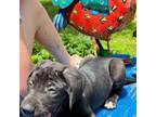 Great Dane Puppy for sale in Loganville, GA, USA