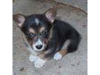 Pembroke Welsh Corgi Puppy for sale in Lecanto, FL, USA