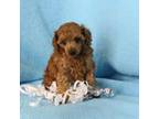 Cavapoo Puppy for sale in Butler, MO, USA