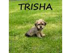 Shorkie Tzu Puppy for sale in New Richland, MN, USA