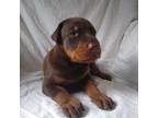 Doberman Pinscher Puppy for sale in Travelers Rest, SC, USA