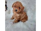 Poodle (Toy) Puppy for sale in Telephone, TX, USA