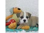 Bulldog Puppy for sale in Pottersville, MO, USA