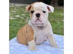 Bulldog Puppy for sale in Southwest Ranches, FL, USA